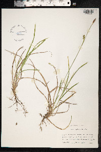 Carex vaginata image