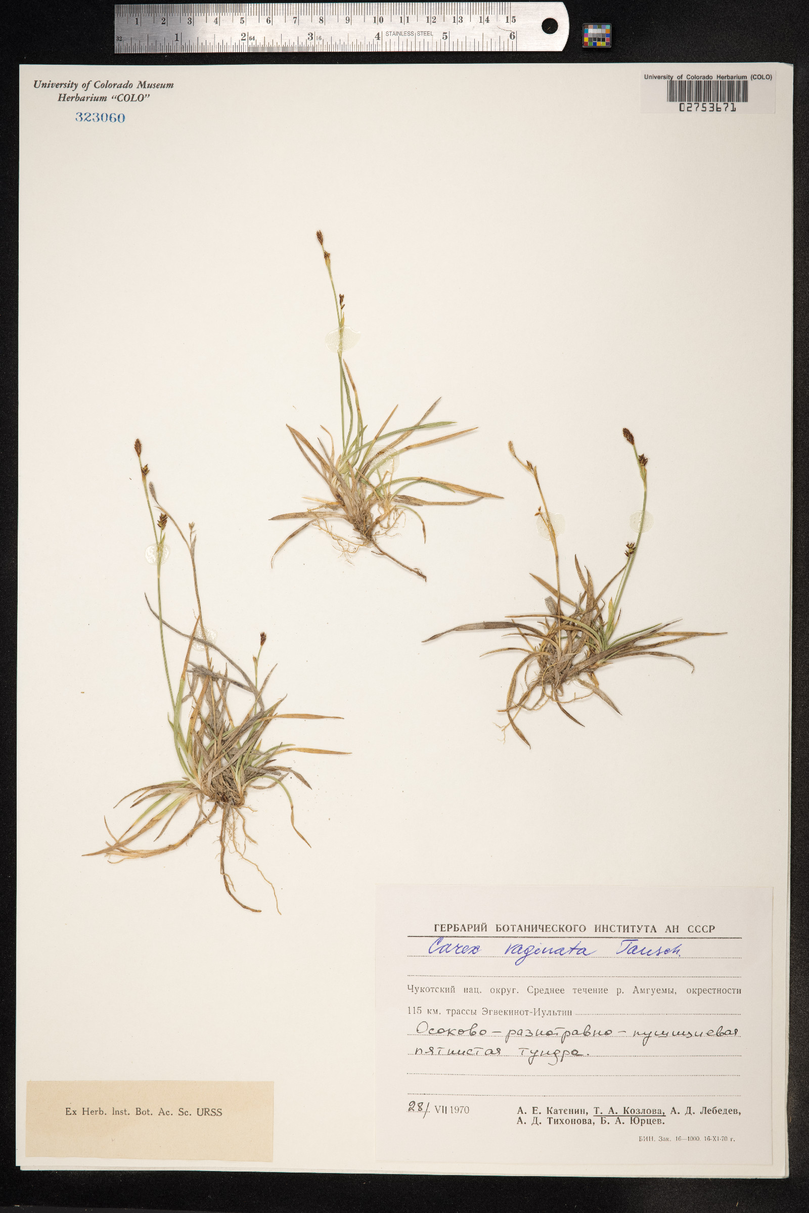 Carex vaginata image