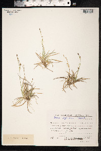 Carex vaginata image
