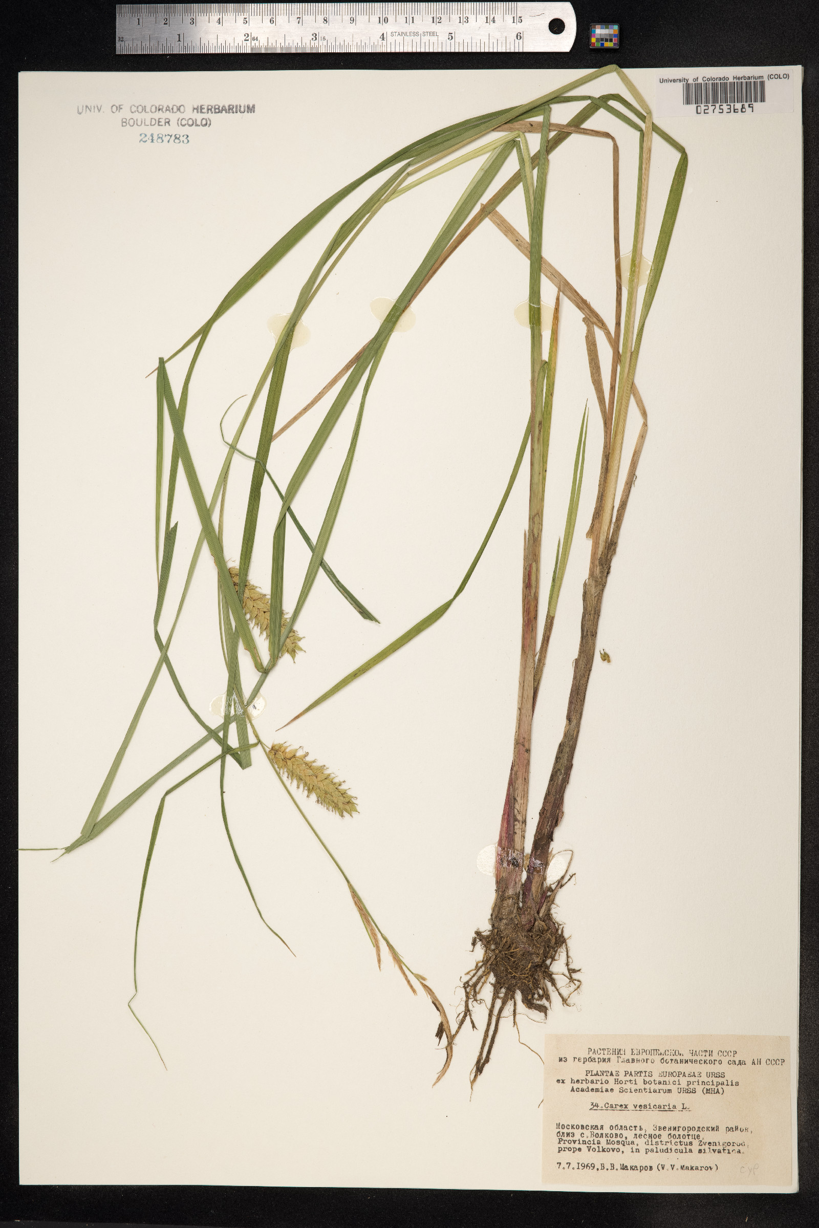Carex vesicaria image