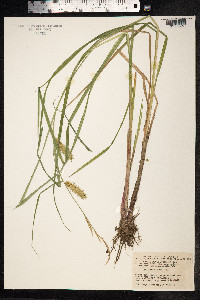 Carex vesicaria image