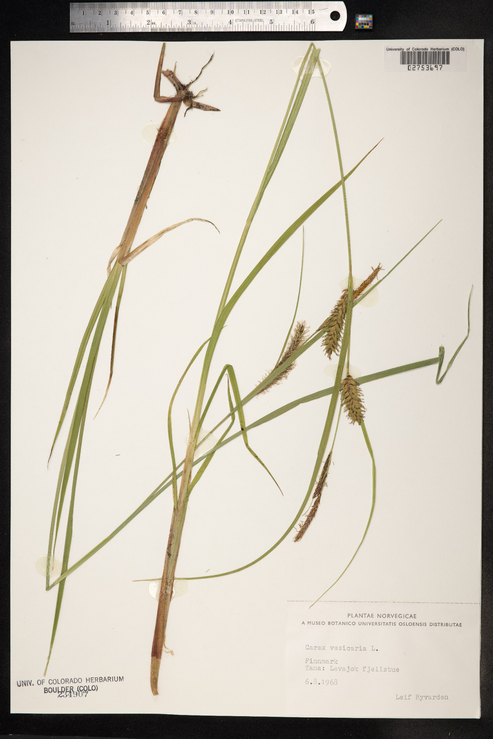 Carex vesicaria image