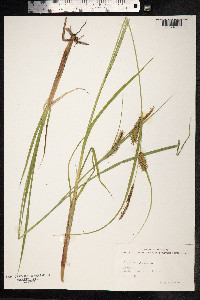 Carex vesicaria image