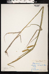 Carex vesicaria image