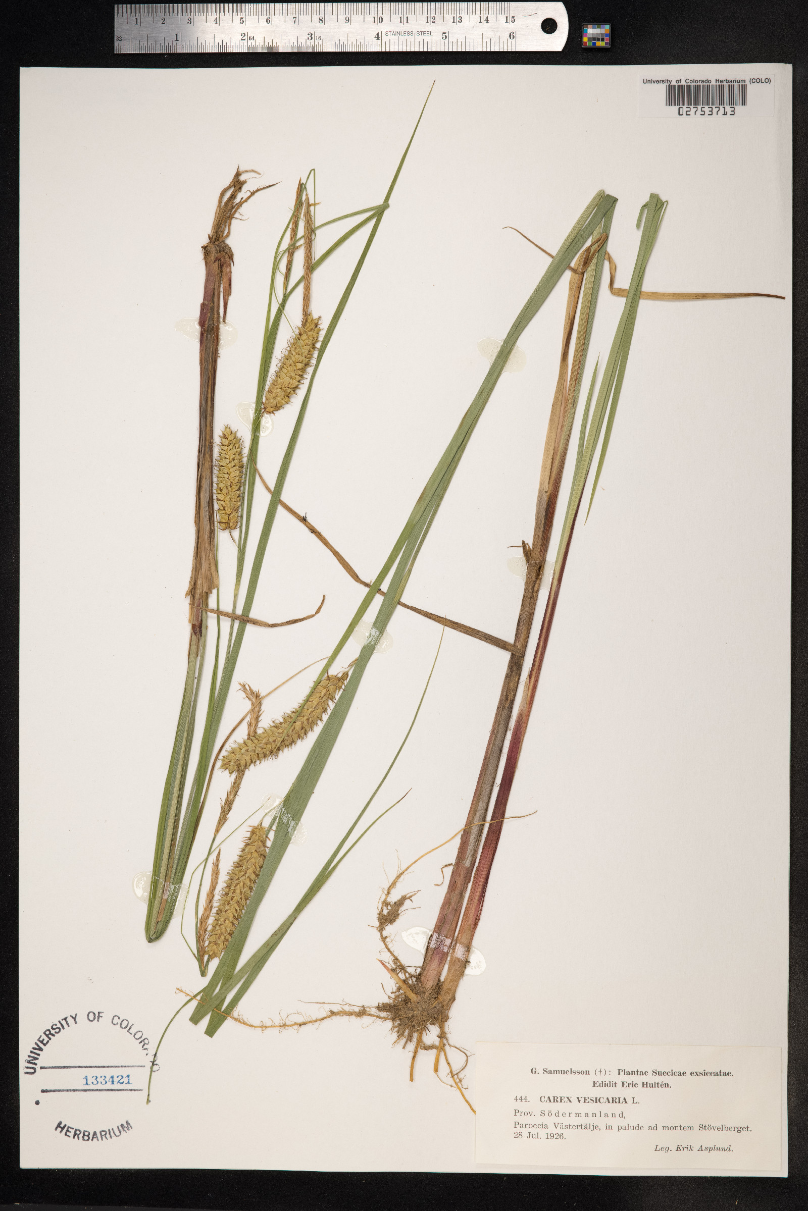 Carex vesicaria image