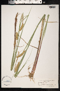 Carex vesicaria image