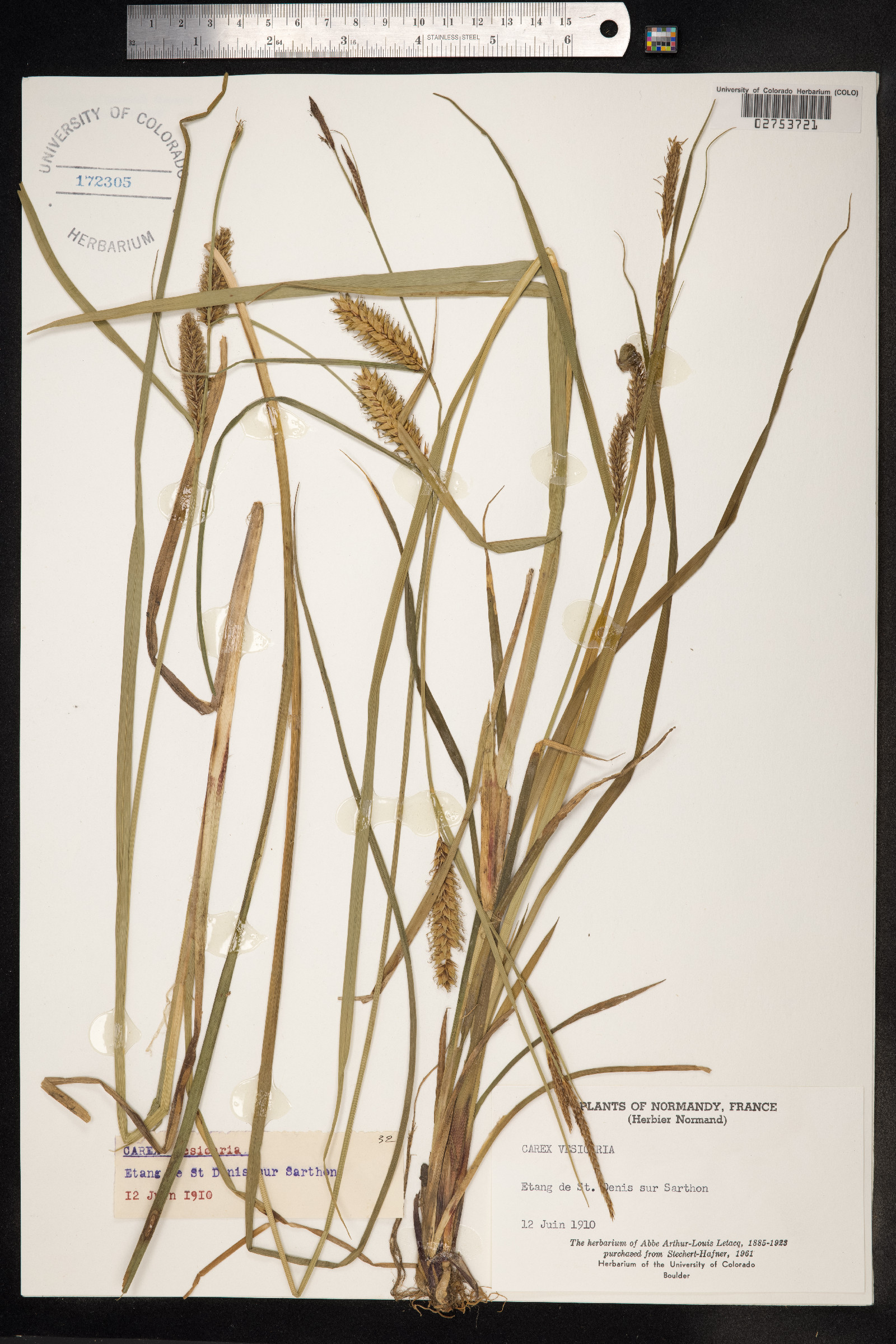 Carex vesicaria image