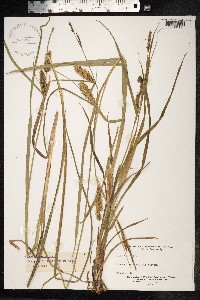 Carex vesicaria image