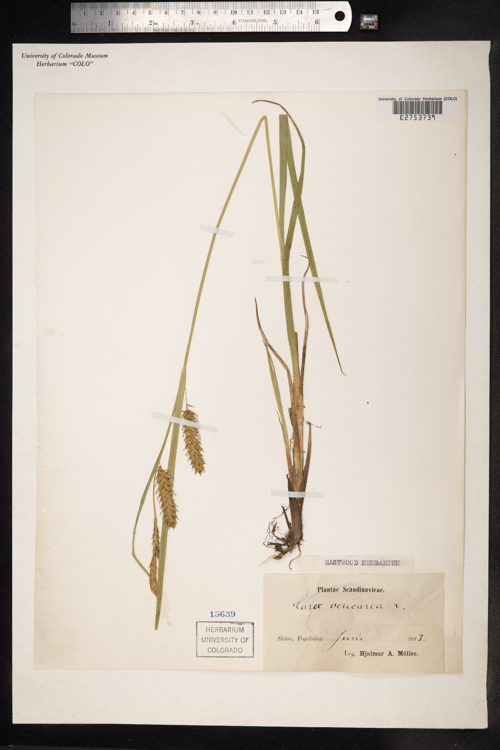 Carex vesicaria image