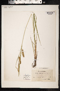 Carex vesicaria image