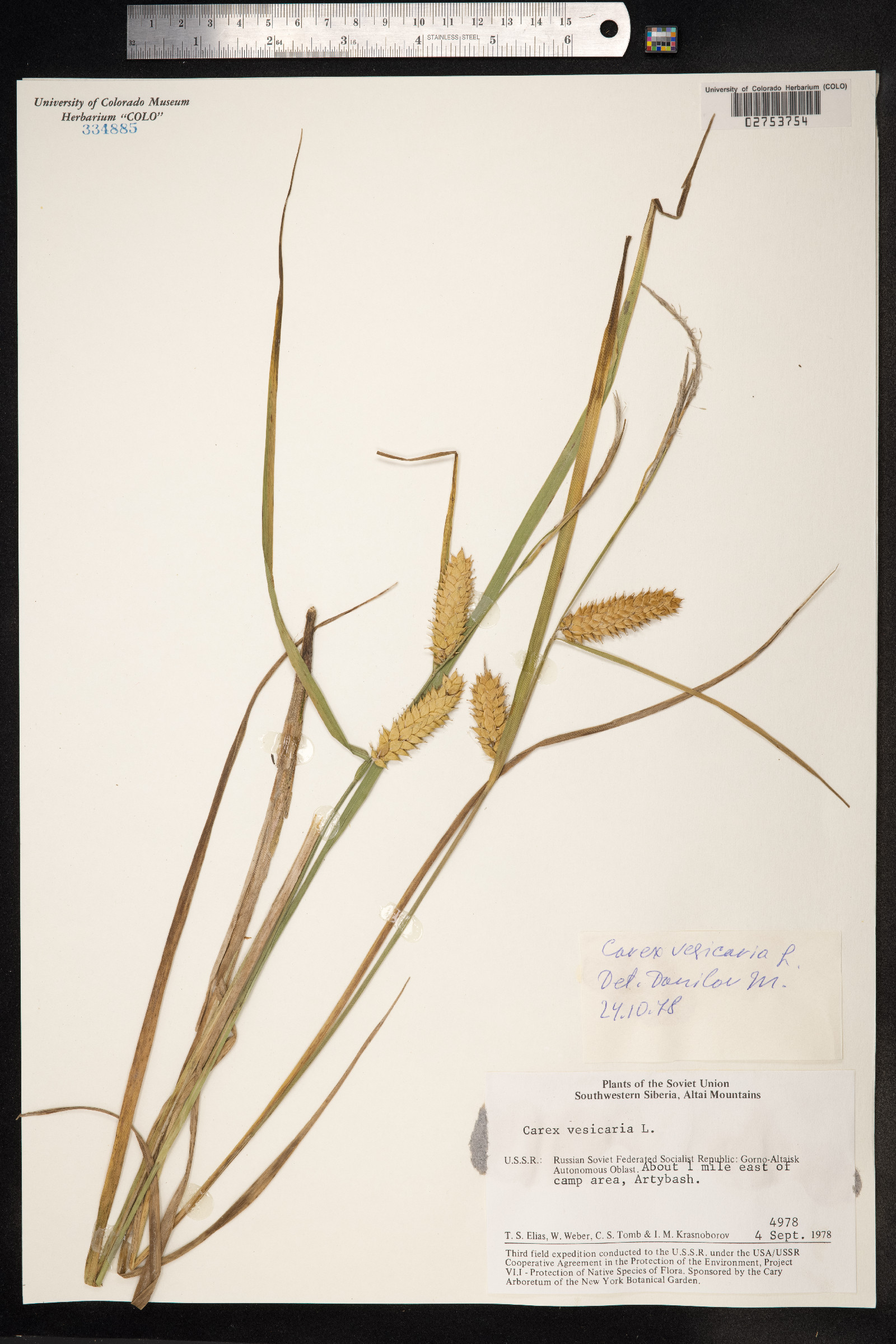 Carex vesicaria image