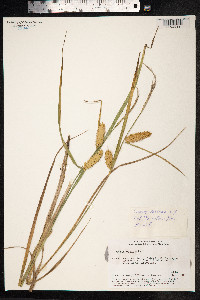Carex vesicaria image