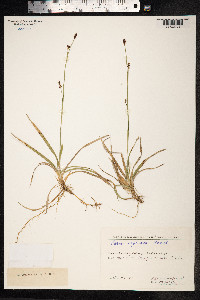 Carex vaginata image
