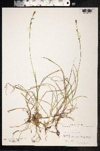 Carex vaginata image