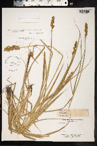 Carex vulpina image