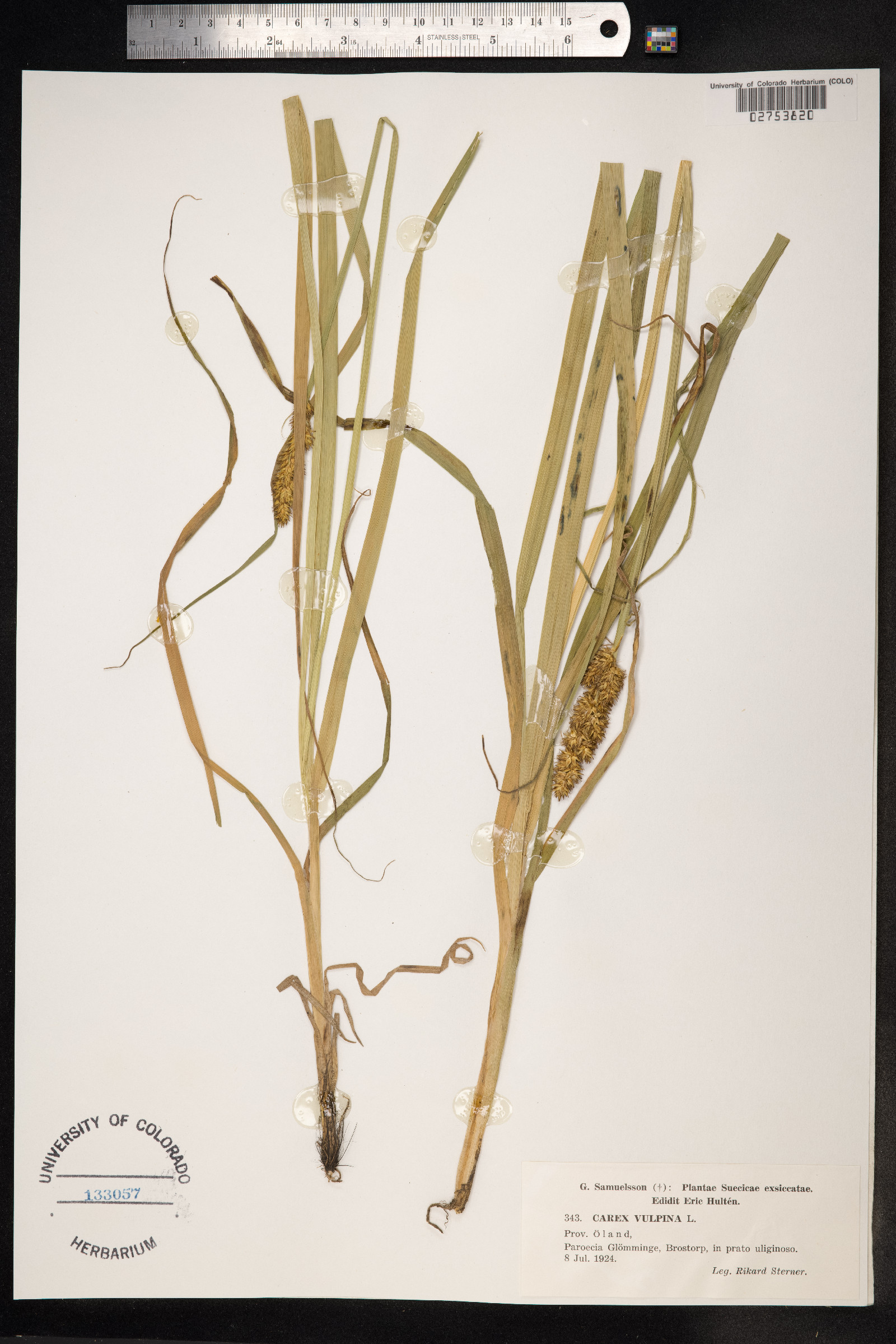 Carex vulpina image