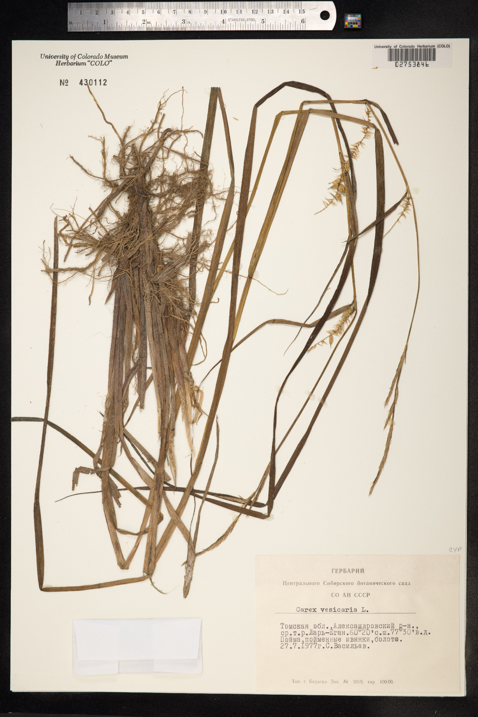 Carex vesicaria image