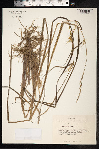 Carex vesicaria image