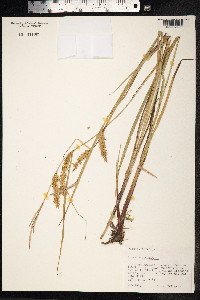 Carex vesicaria image