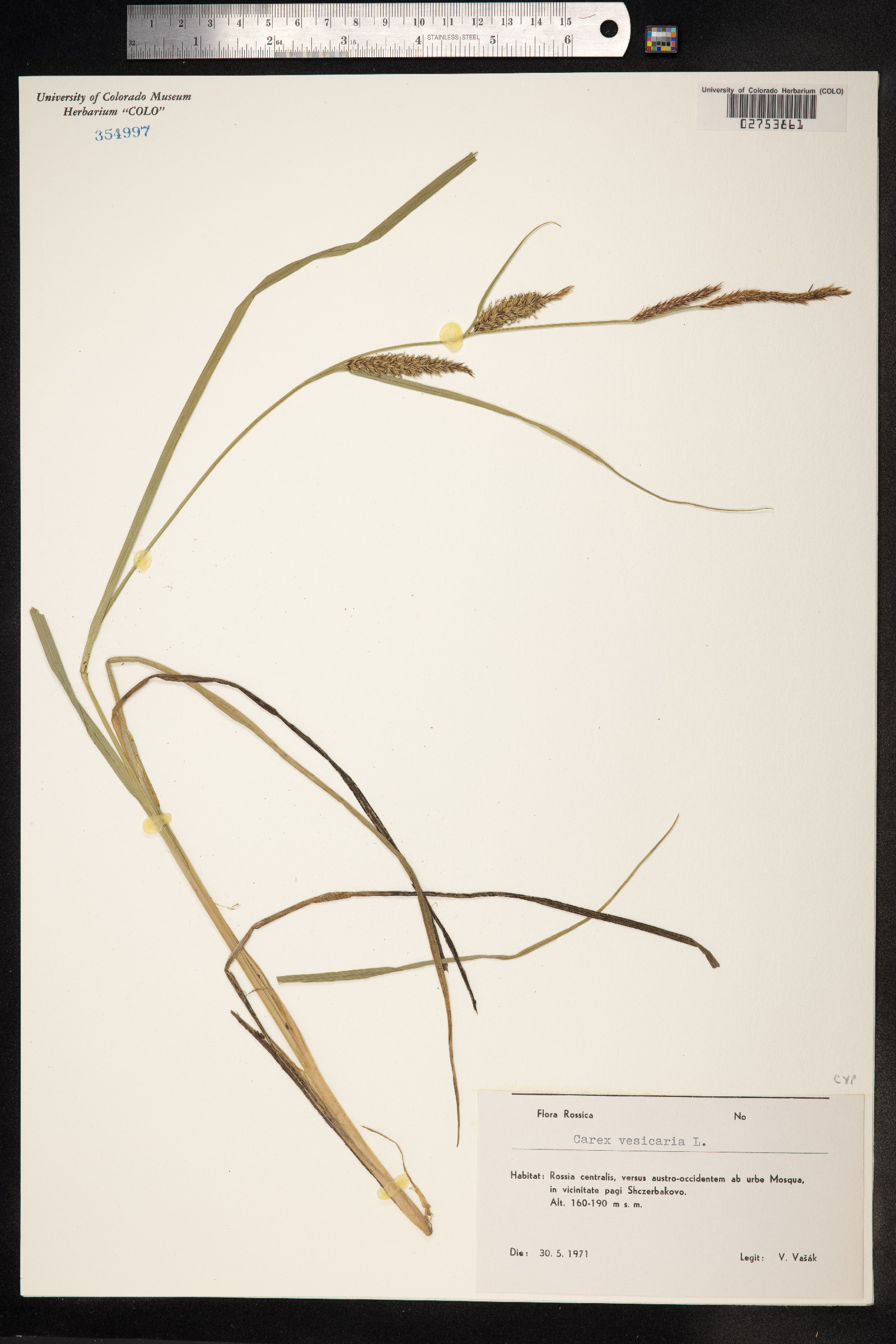 Carex vesicaria image