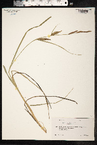 Carex vesicaria image