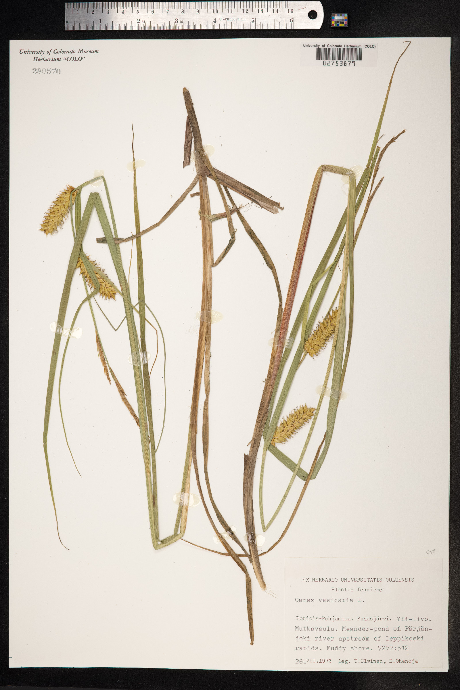 Carex vesicaria image