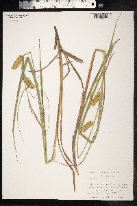 Carex vesicaria image