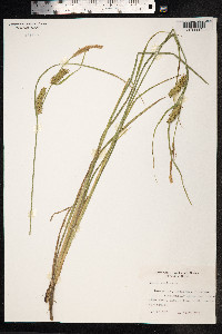 Carex vesicaria image