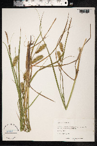 Carex vesicaria image