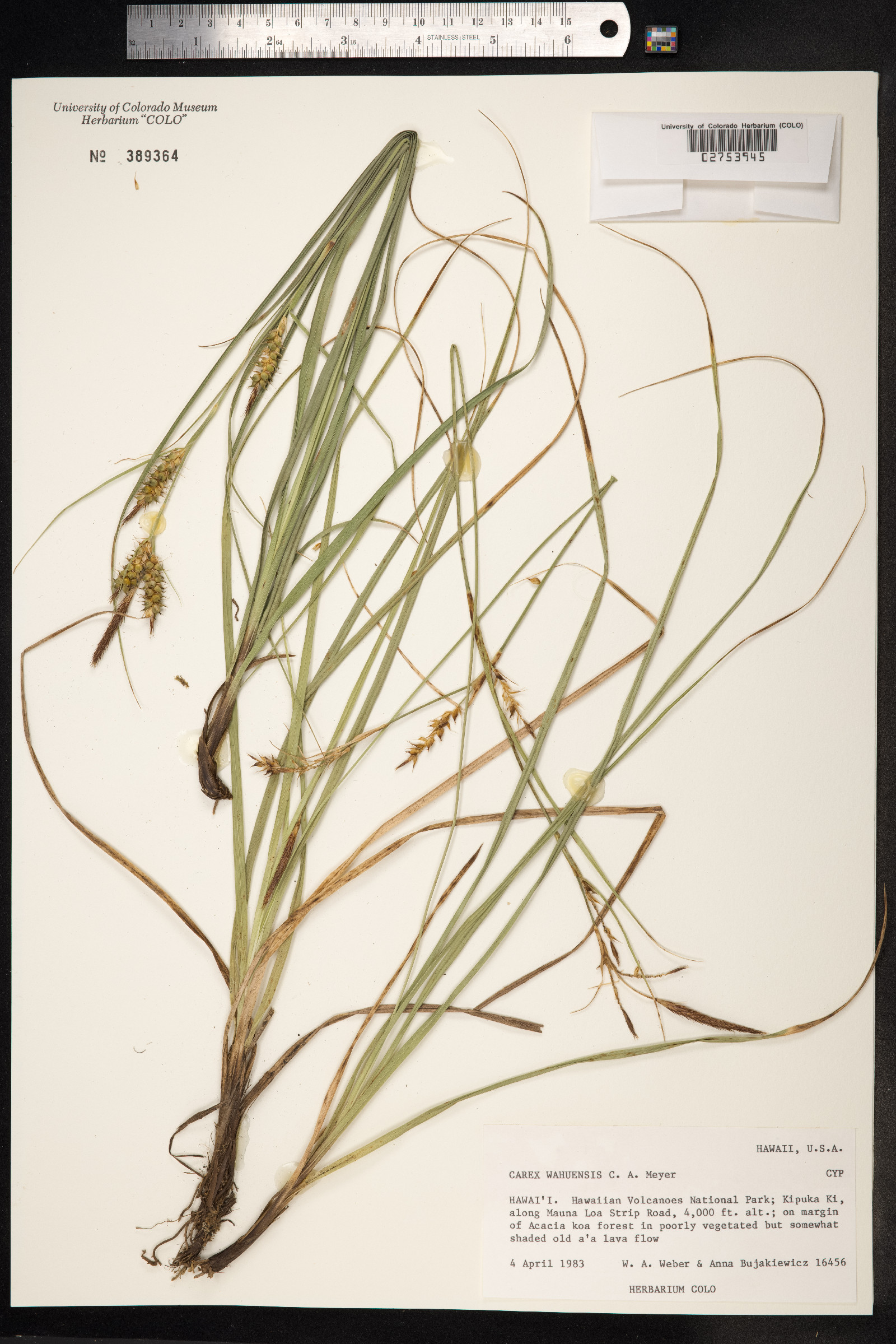 Carex wahuensis image