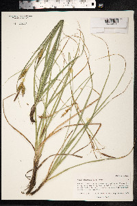 Carex wahuensis image