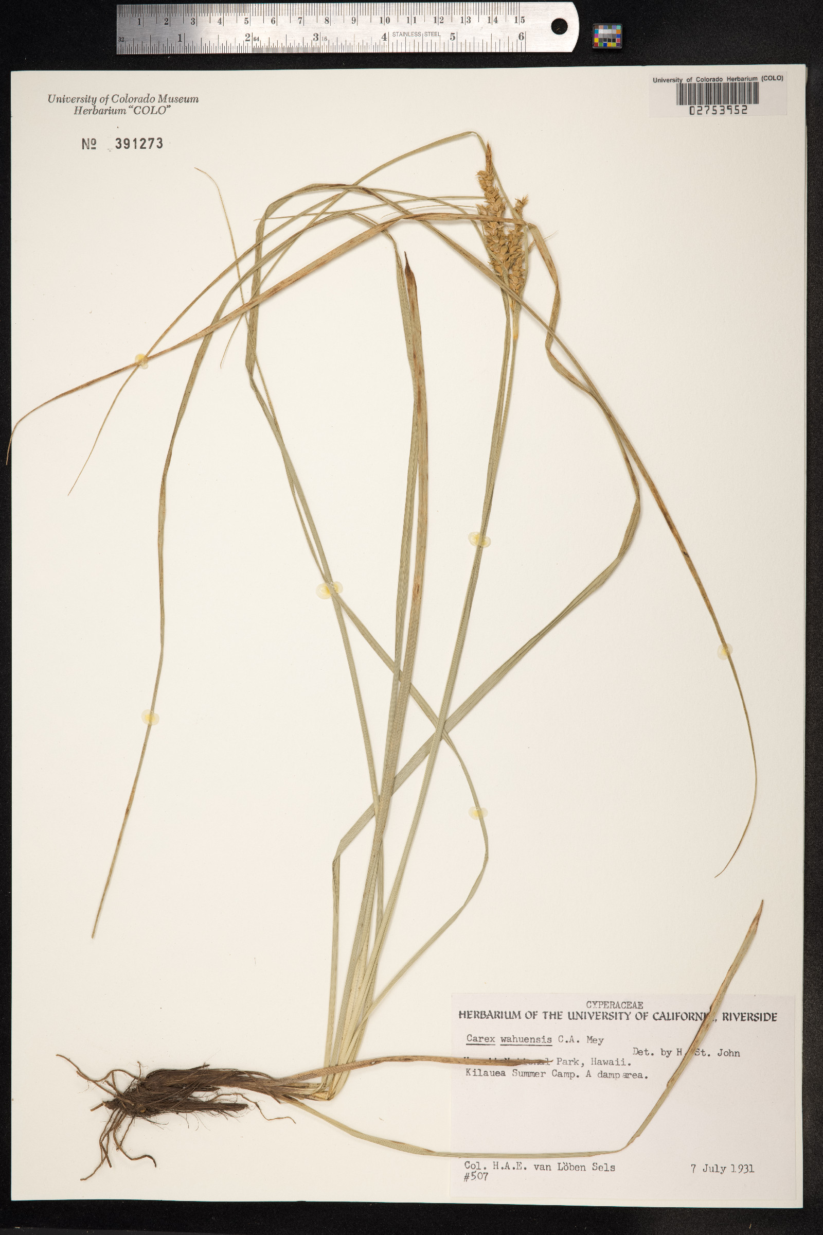 Carex wahuensis image