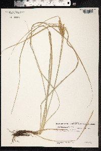 Carex wahuensis image