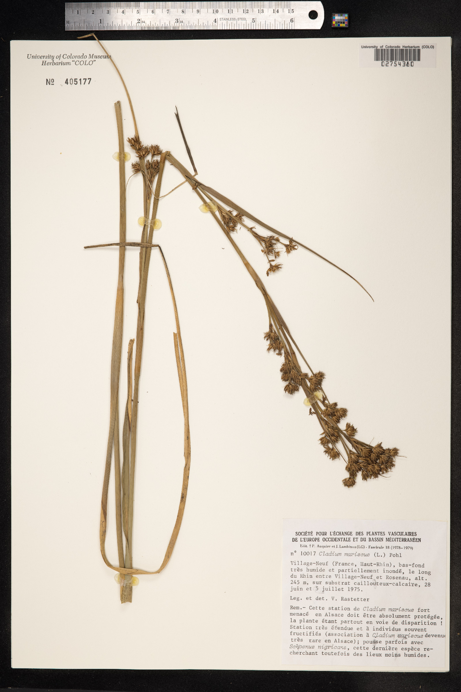 Cladium mariscus image