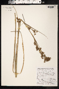 Cladium mariscus image