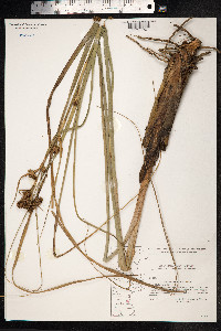 Cladium mariscus image