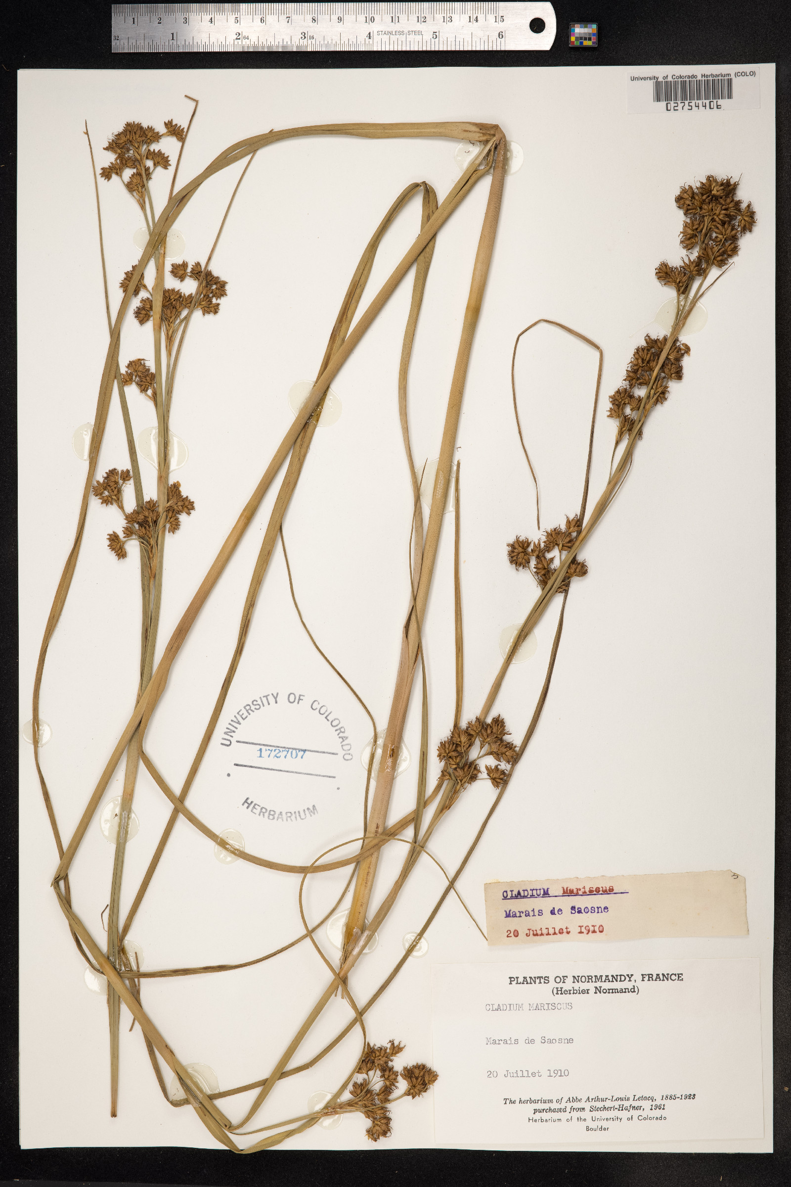 Cladium mariscus image