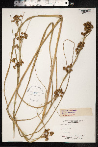 Cladium mariscus image