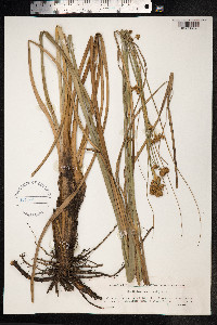 Cladium mariscus image