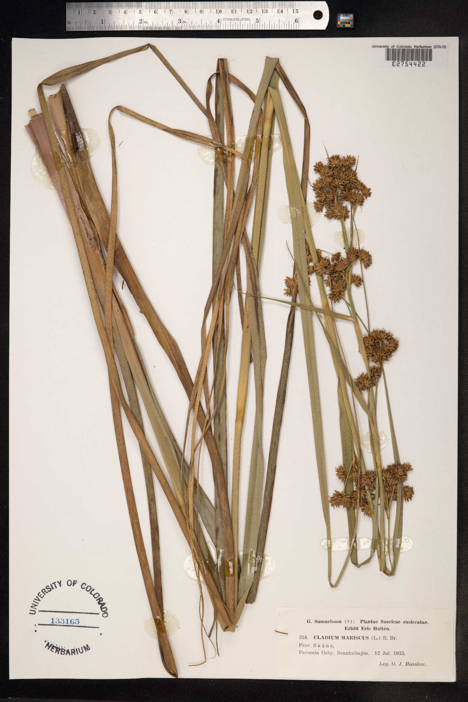 Cladium mariscus image