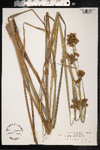Cladium mariscus image