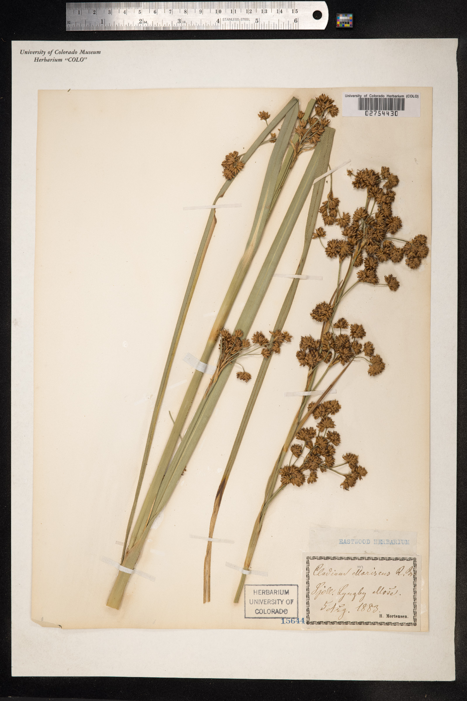 Cladium mariscus image