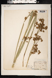 Image of Cladium mariscus