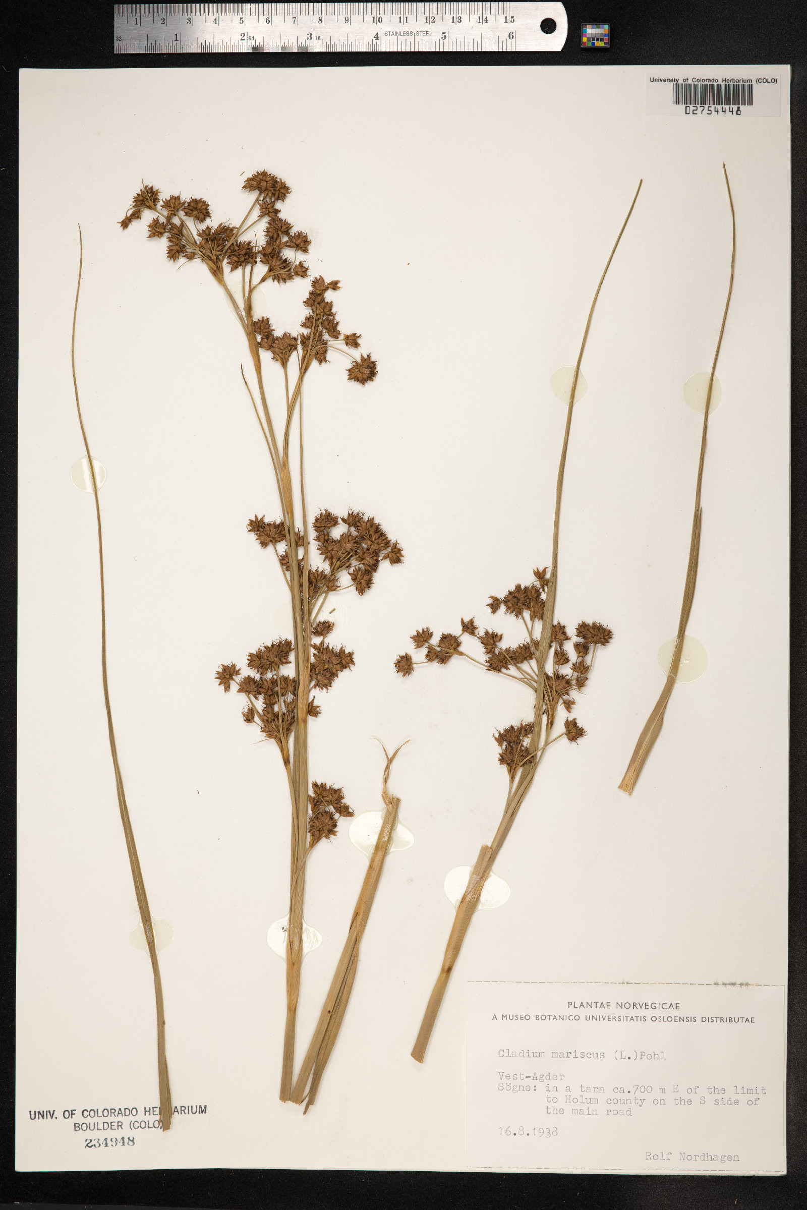 Cladium mariscus image