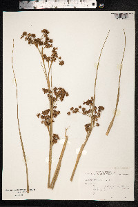 Cladium mariscus image