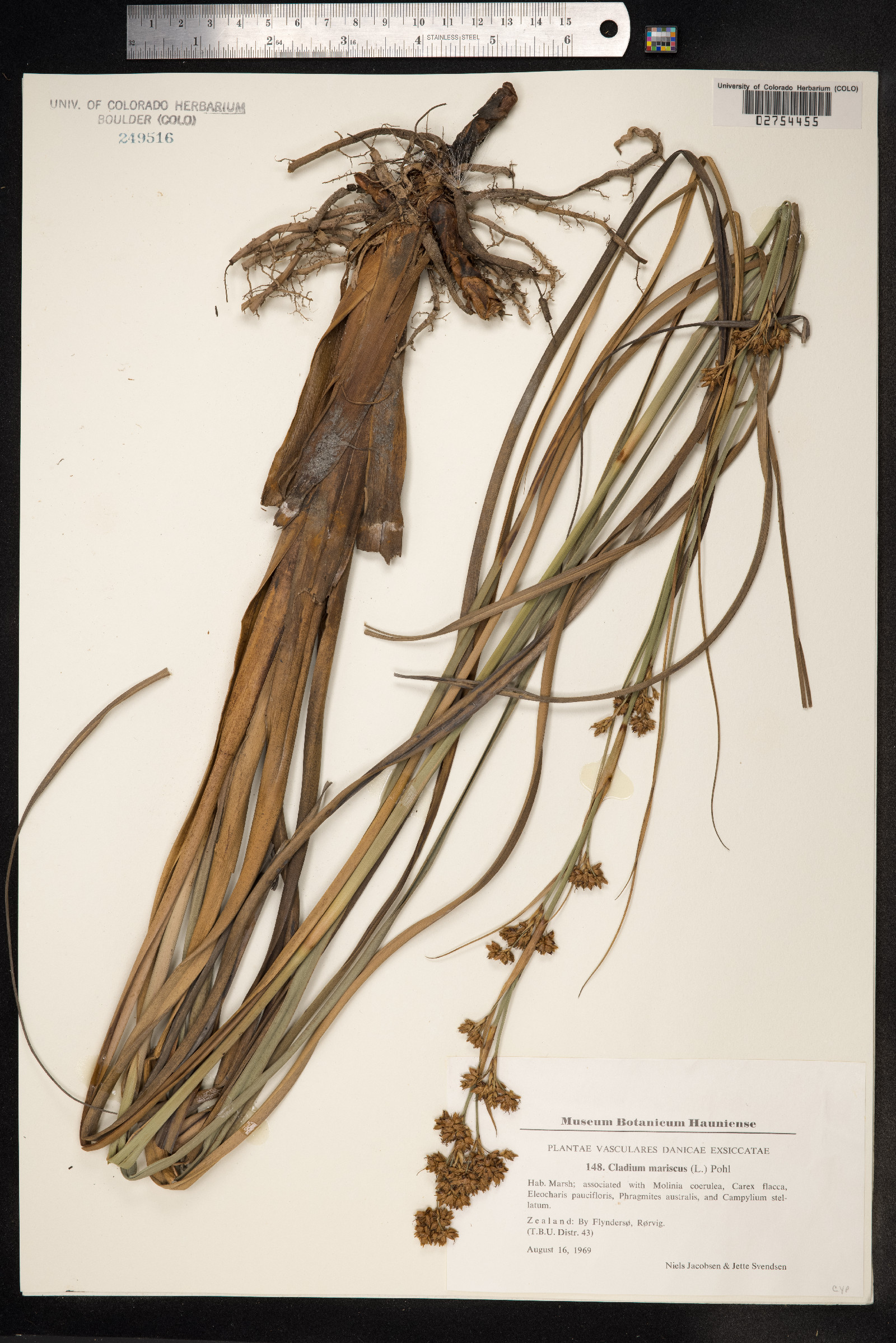 Cladium mariscus image