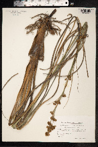 Cladium mariscus image