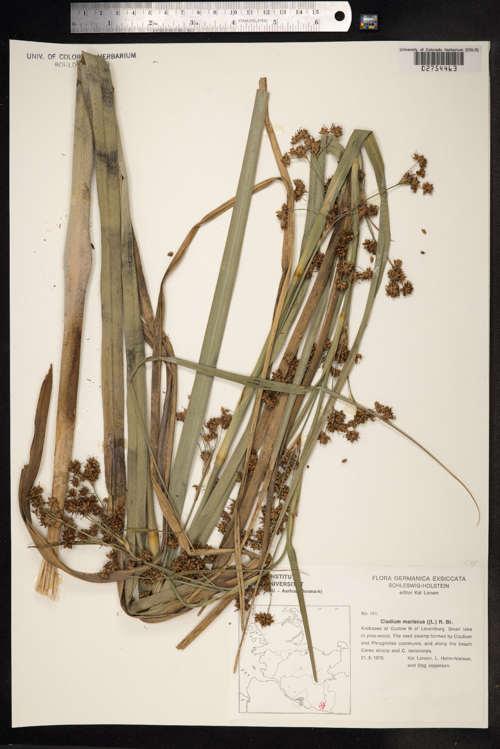 Cladium mariscus image