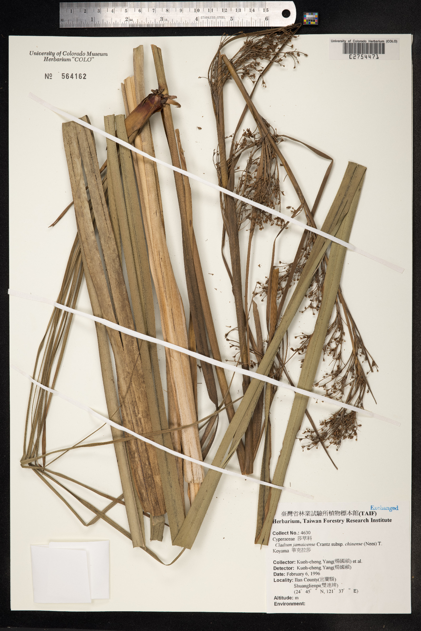 Cladium jamaicense image
