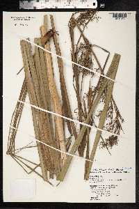 Cladium jamaicense image